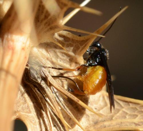 Bracon sp.